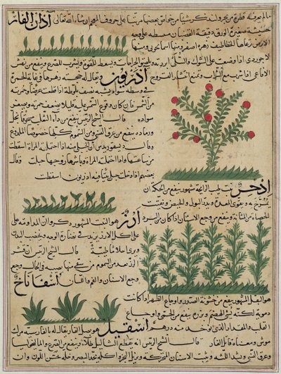 Ms E-7 fol. 142b Botanische planten, illustratie uit 